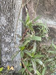 Ruellia simplex