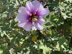 Malva subovata bicolor