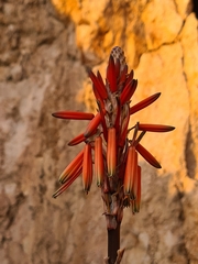 Aloe arborescens
