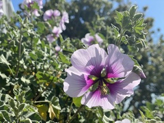 Malva subovata bicolor