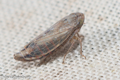 Athysanini