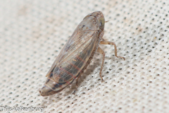 Athysanini