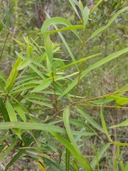 Notelaea microcarpa