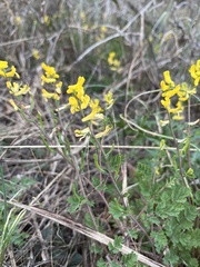 Corydalis flavula