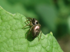 Heliophanus auratus