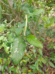 Piper tuberculatum
