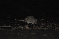 Rattus norvegicus