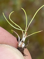 Isoetes orcuttii