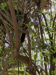 Quiscalus mexicanus