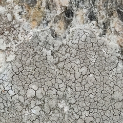 Trapelia placodioides