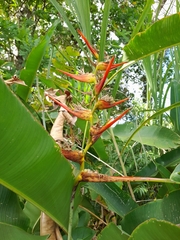 Heliconia latispatha