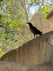 Quiscalus mexicanus