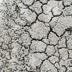 Trapelia placodioides