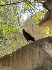 Quiscalus mexicanus