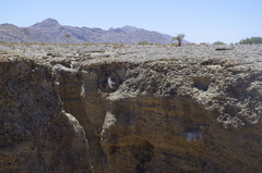 Ptyonoprogne fuligula anderssoni