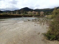 Potamopyrgus estuarinus