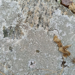 Trapelia placodioides