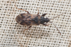 Taphropeltus nervosus
