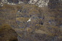 Ptyonoprogne fuligula anderssoni