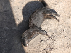 Galictis cuja
