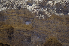 Ptyonoprogne fuligula anderssoni