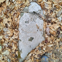 Trapelia placodioides