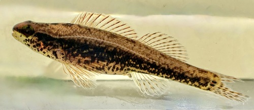 Sawcheek darter (Etheostoma serrifer) — Percidae — 3