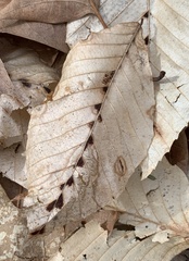 Acalitus ferrugineum