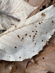 Acalitus ferrugineum