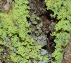 Chrysothrix xanthina