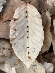 Acalitus ferrugineum