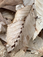 Acalitus ferrugineum