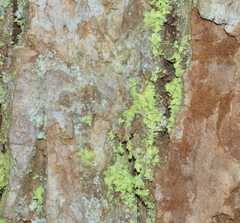 Chrysothrix xanthina