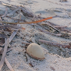 Notocypraea angustata