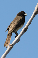 Sporophila nigricollis