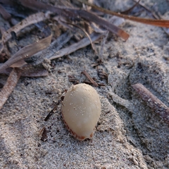Notocypraea angustata