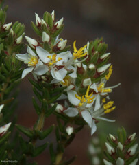 Trembleya parviflora