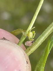 Plagiobothrys acanthocarpus