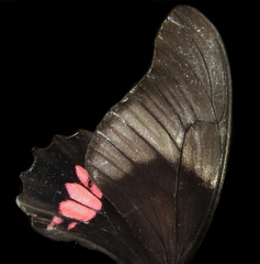 Heraclides anchisiades