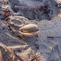 Notocypraea angustata