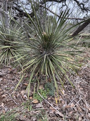 Yucca constricta