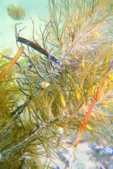 Prothalotia pulcherrima