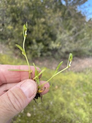 Plagiobothrys acanthocarpus