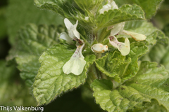 Stachys ocymastrum