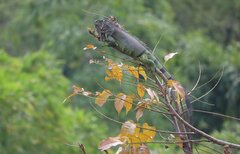 Iguana iguana