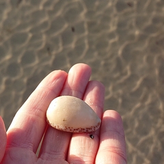 Notocypraea angustata