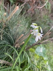 Allium triquetrum