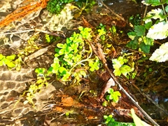 Veronica anagallis-aquatica
