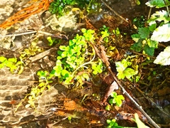 Veronica anagallis-aquatica