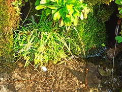 Veronica anagallis-aquatica